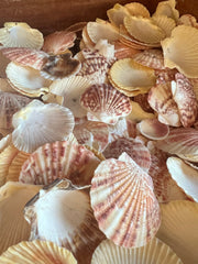 Pectin Lengtigious - ShellsLoving Coastal Living