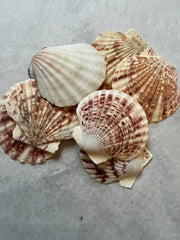 Pectin Lengtigious - ShellsLoving Coastal Living
