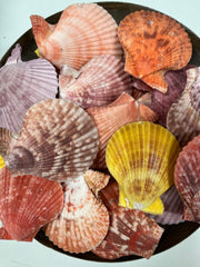 Pectin Nobilis Pairs Scallop Shell - ShellsLoving Coastal Living