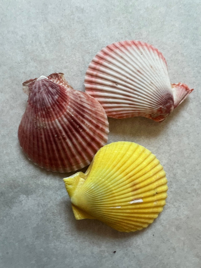 Pectin Nobilis Pairs Scallop Shell - ShellsLoving Coastal Living