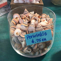 Periwinkle Coronate Prickly Winkle shells - Loving Coastal Living