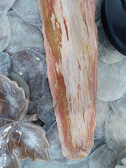 Petrified Wood Slice Charcuterie Cheese Board - Kitchen AccessoriesHousewares & Tabletops by Contrast Inc.