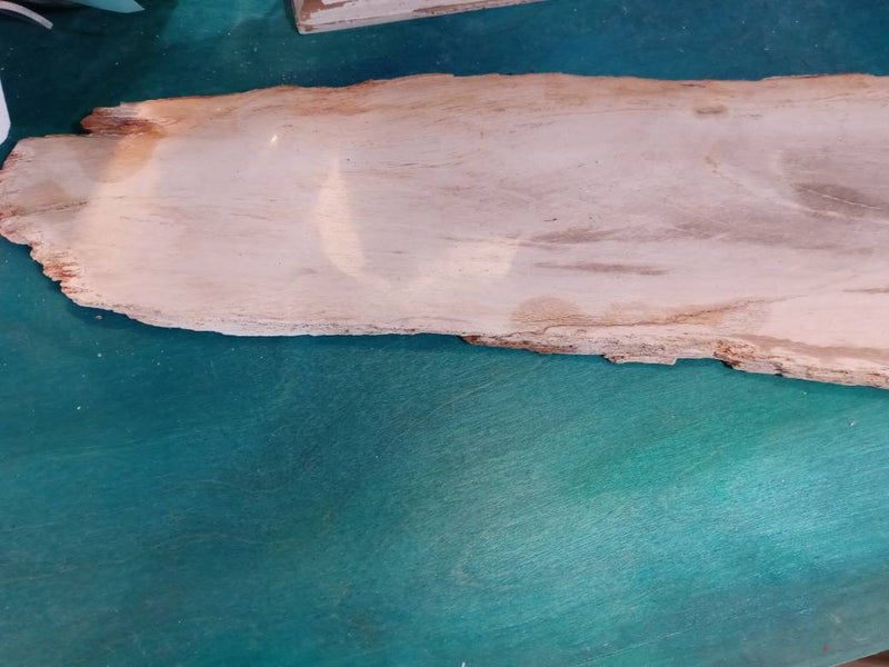 Petrified Wood Slice Charcuterie Cheese Board - Kitchen AccessoriesHousewares & Tabletops by Contrast Inc.