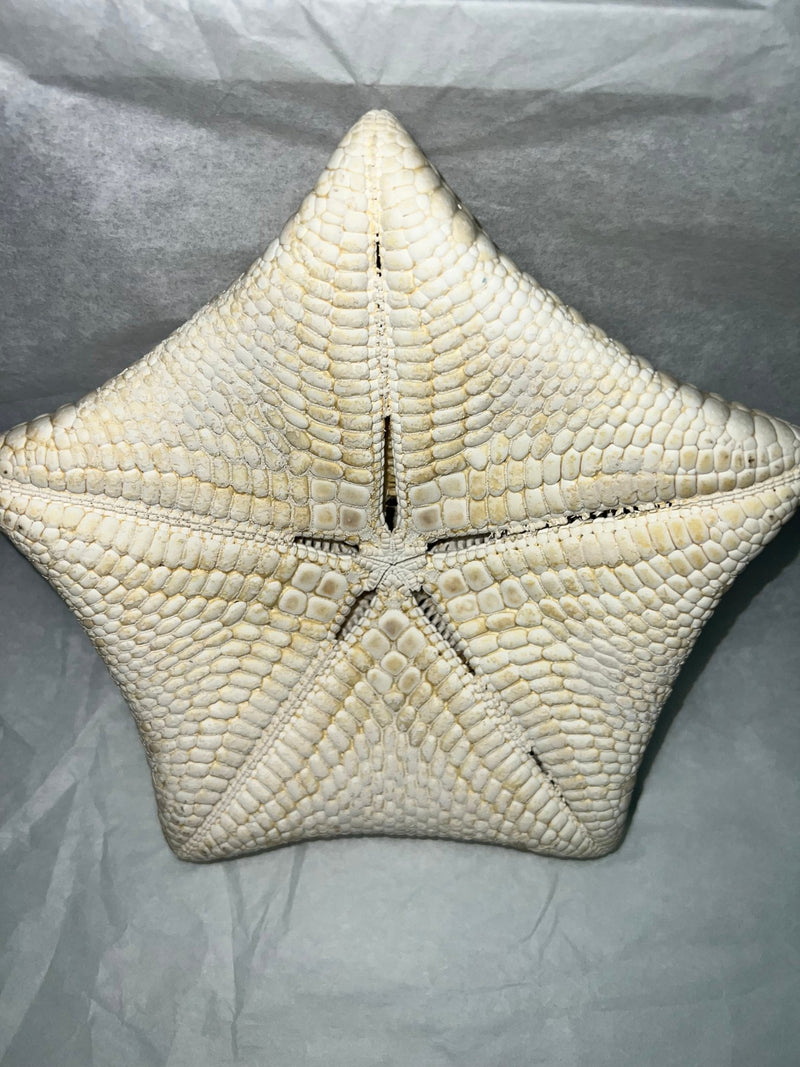 Pillow Starfish - StarfishLoving Coastal Living