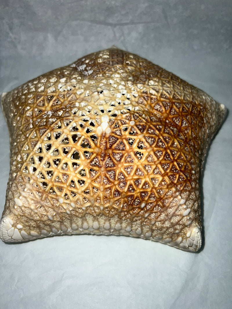 Pillow Starfish - StarfishLoving Coastal Living