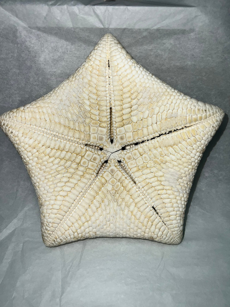 Pillow Starfish - StarfishLoving Coastal Living