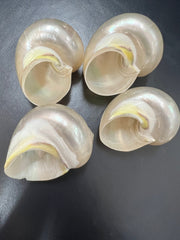 Polished Golden Pearl Jade Turbo Shell - ShellsLoving Coastal Living
