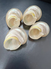 Polished Golden Pearl Jade Turbo Shell - ShellsLoving Coastal Living