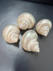 Polished Golden Pearl Jade Turbo Shell - ShellsLoving Coastal Living