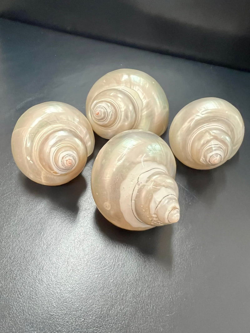 Polished Golden Pearl Jade Turbo Shell - ShellsLoving Coastal Living