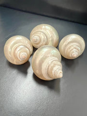 Polished Golden Pearl Jade Turbo Shell - ShellsLoving Coastal Living