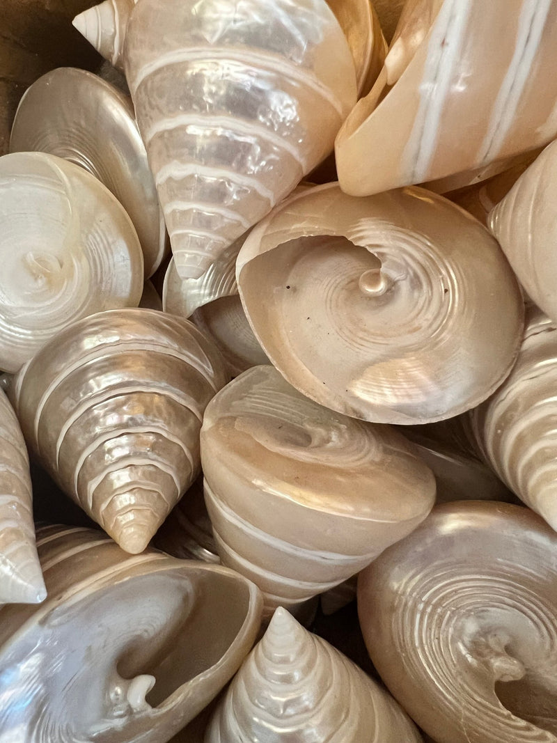 Polished Pearl Trochus Shell - ShellsLoving Coastal Living