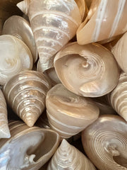 Polished Pearl Trochus Shell - ShellsLoving Coastal Living