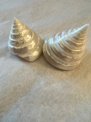 Polished Pearl Trochus Shell - ShellsLoving Coastal Living