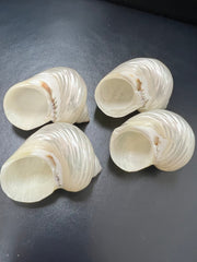 Polished Pearl Turbo Shell - ShellsLoving Coastal Living