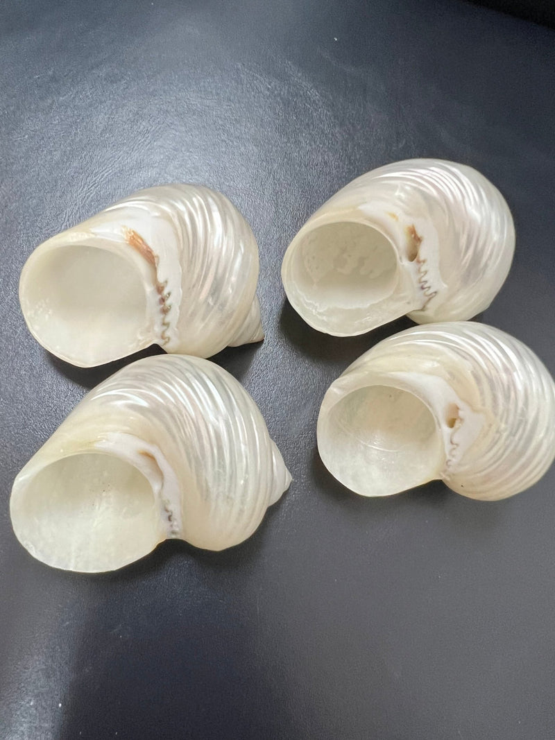 Polished Pearl Turbo Shell - ShellsLoving Coastal Living