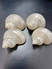 Polished Pearl Turbo Shell - ShellsLoving Coastal Living