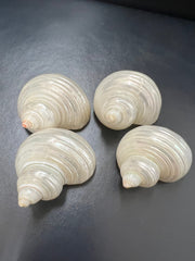 Polished Pearl Turbo Shell - ShellsLoving Coastal Living