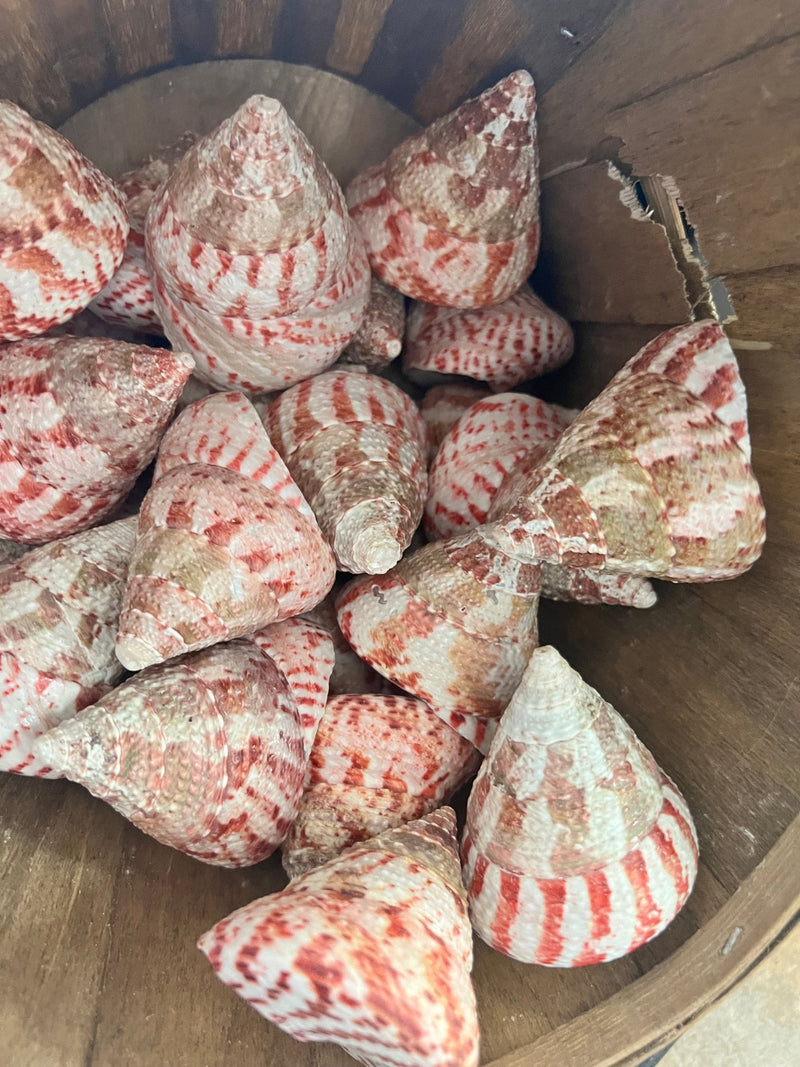 Polished Strawberry Trochus Shell - ShellsLoving Coastal Living