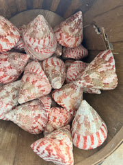 Polished Strawberry Trochus Shell - ShellsLoving Coastal Living