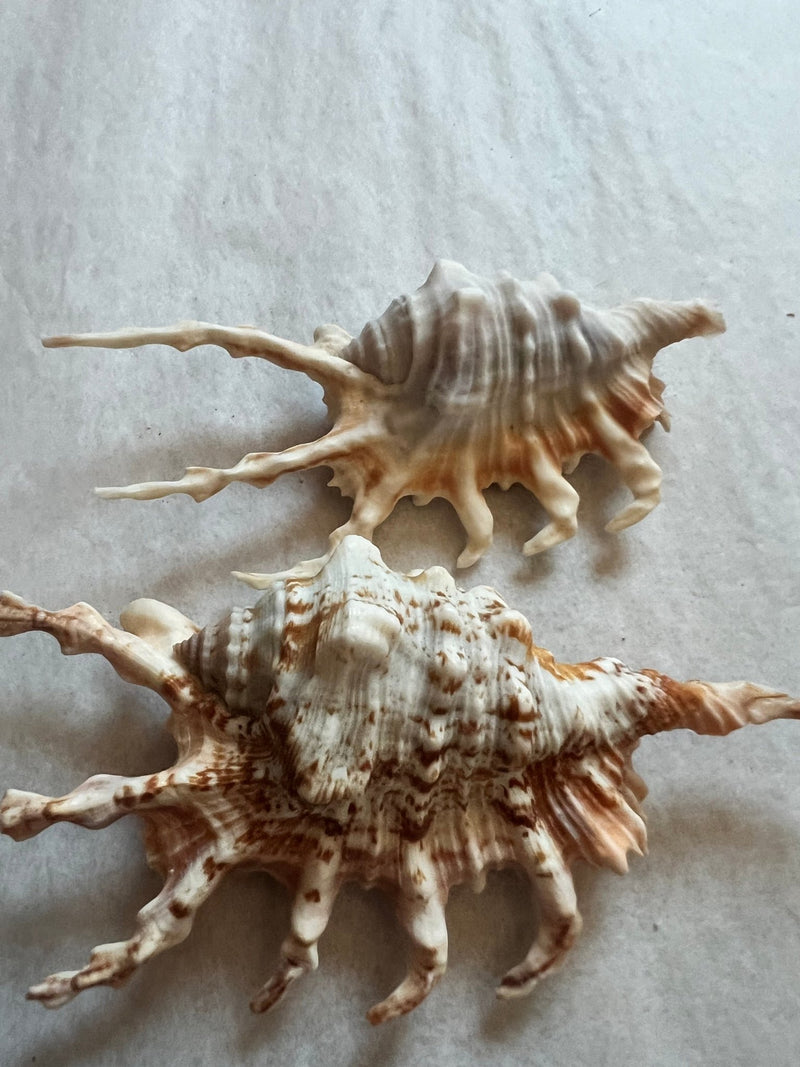 Purple Lambis Scorpion - ShellsLoving Coastal Living
