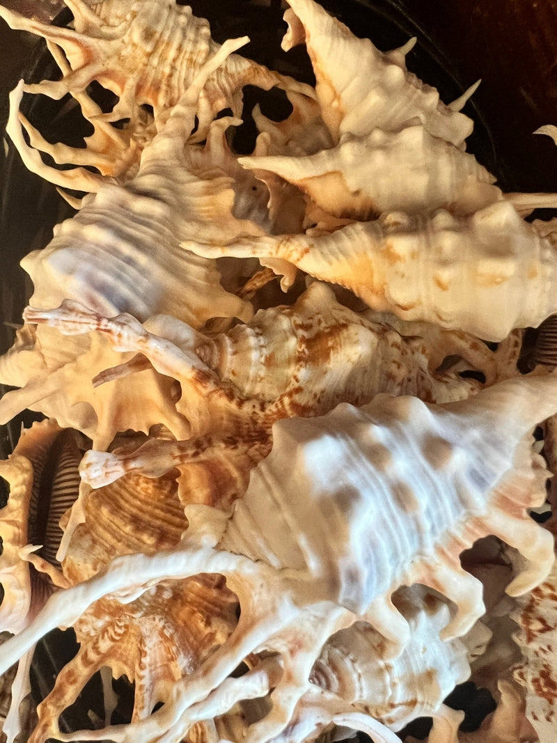 Purple Lambis Scorpion - ShellsLoving Coastal Living
