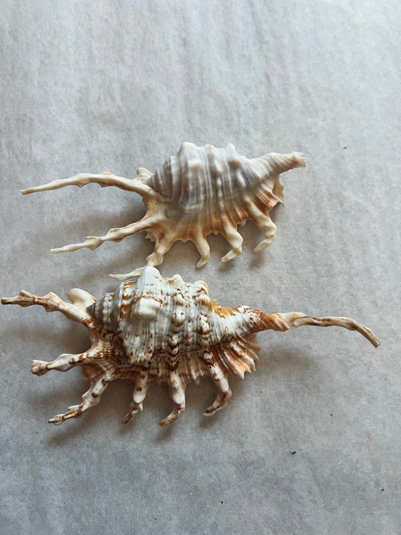Purple Lambis Scorpion - ShellsLoving Coastal Living