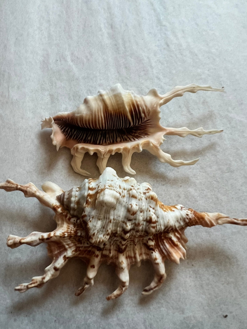 Purple Lambis Scorpion - ShellsLoving Coastal Living