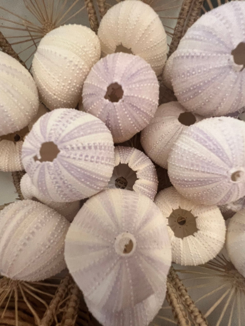 Purple Lavender Sea Urchin - ShellsLoving Coastal Living