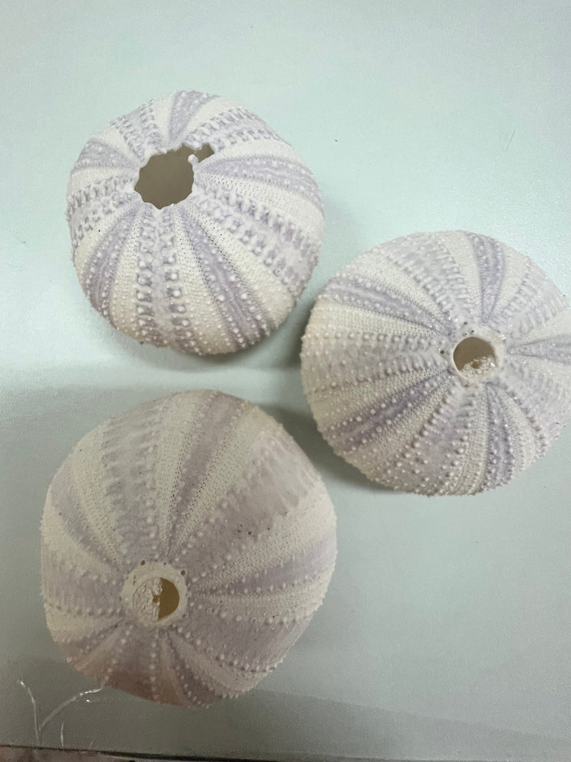 Purple Lavender Sea Urchin - ShellsLoving Coastal Living