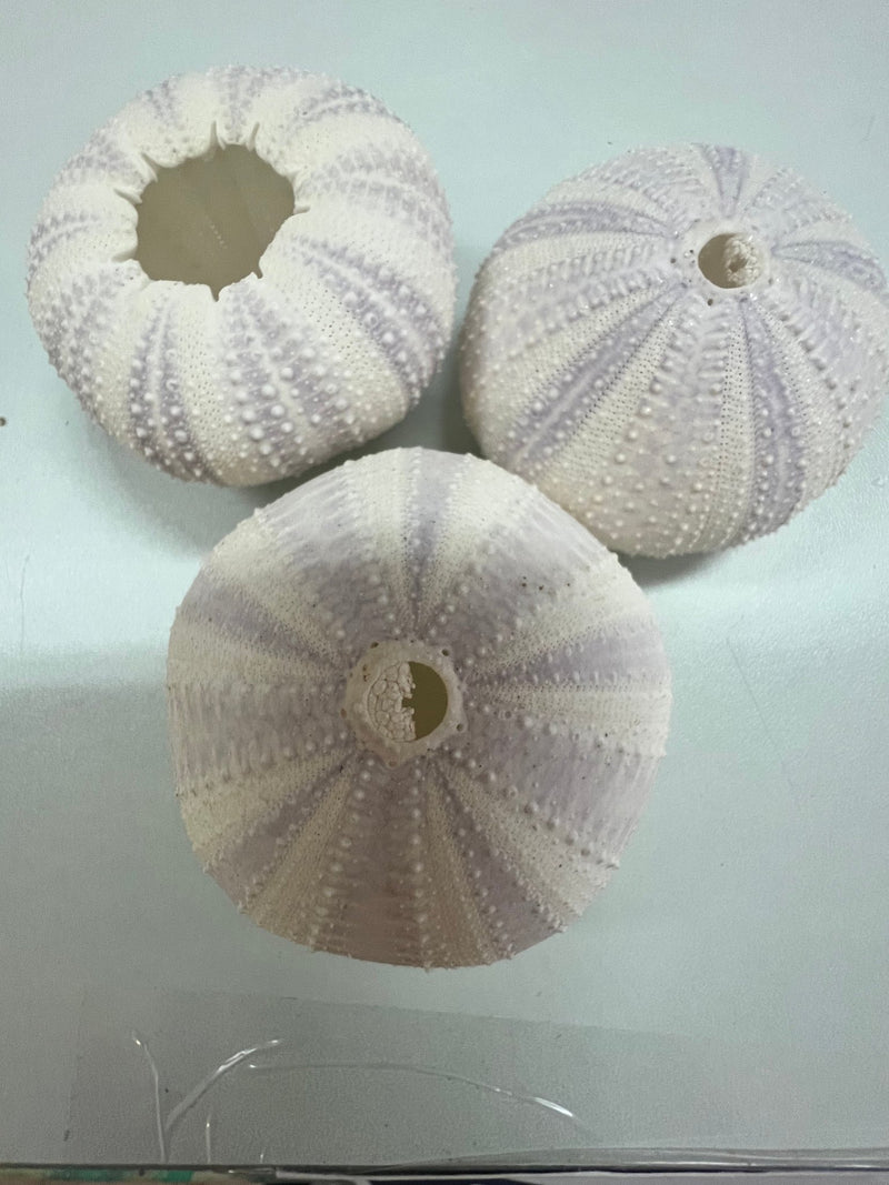 Purple Lavender Sea Urchin - ShellsLoving Coastal Living