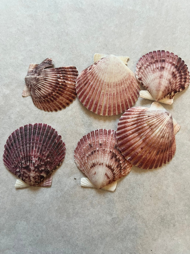 Purple Scallop Shell 1.5 - 2.5" - ShellsLoving Coastal Living