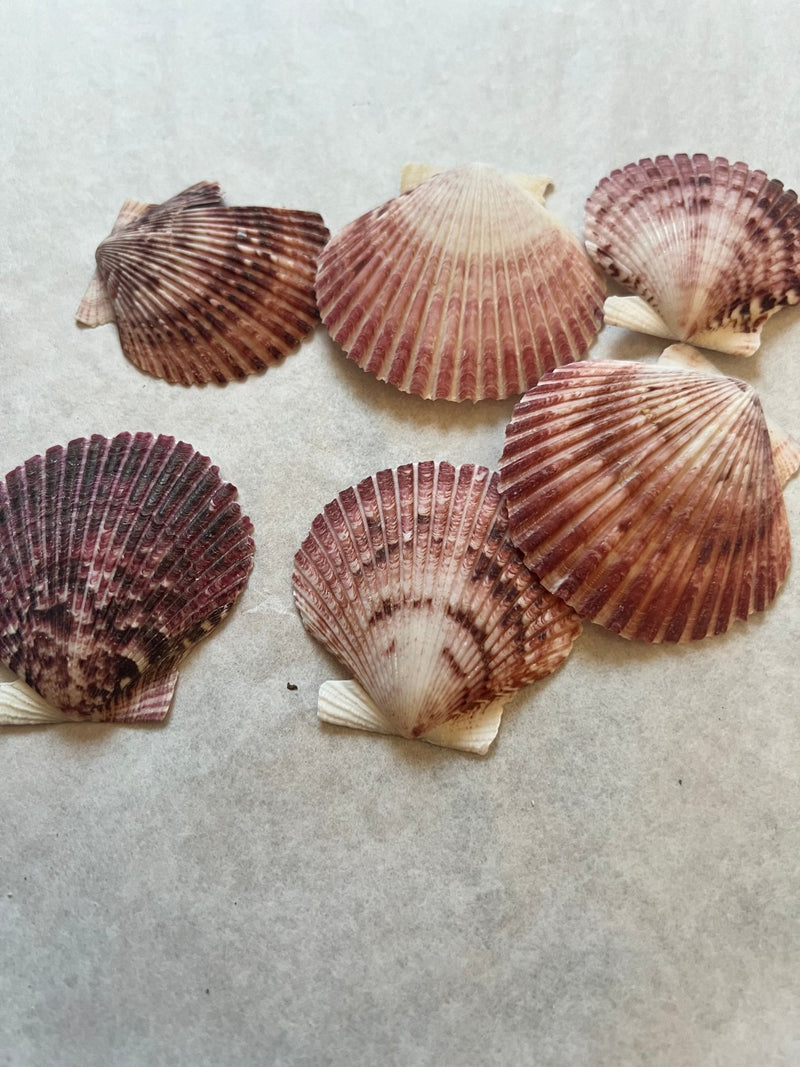 Purple Scallop Shell 1.5 - 2.5" - ShellsLoving Coastal Living