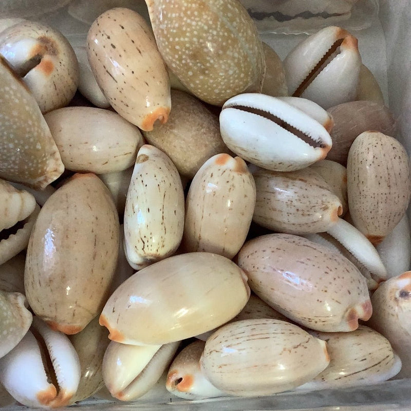 Queen Shell Muscheln Queen Isabella Cowrie Shells 1–1.75