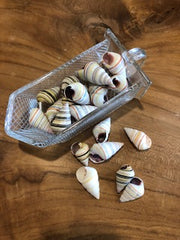 Candy Cane Snail Shell