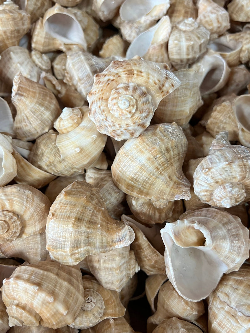 Turnip Shell Rapa Turnip Conch Shell Rapana Bulbosa | Loving Coastal Living