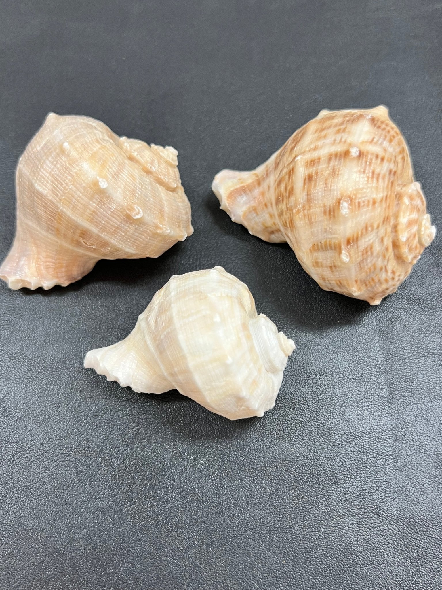 Turnip Shell Rapa Turnip Conch Shell Rapana Bulbosa | Loving Coastal Living