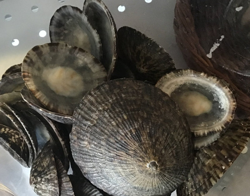 Raw Owl Limpet - Loving Coastal Living