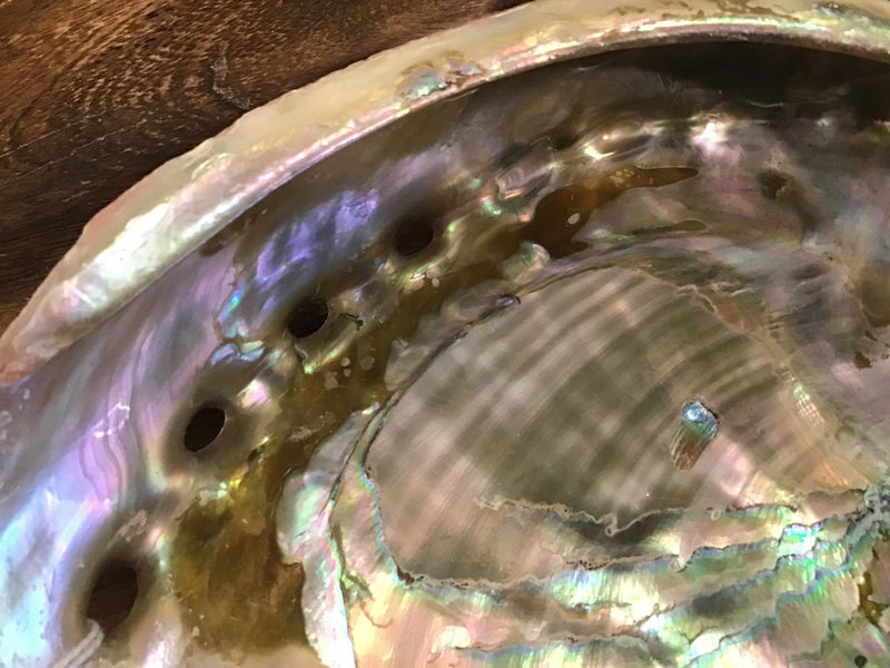 Raw Red 7" Abalone - ShellsLoving Coastal Living