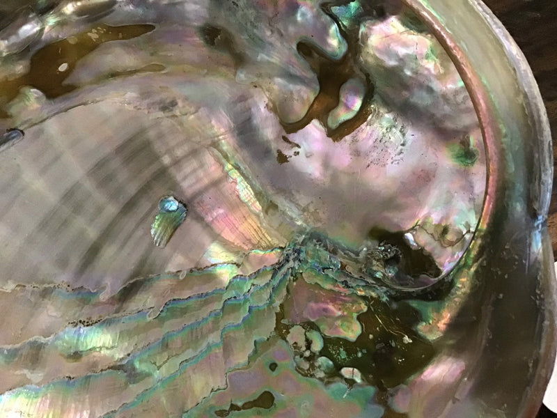 Raw Red 7" Abalone - ShellsLoving Coastal Living