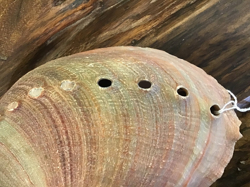Raw Red 7" Abalone - ShellsLoving Coastal Living