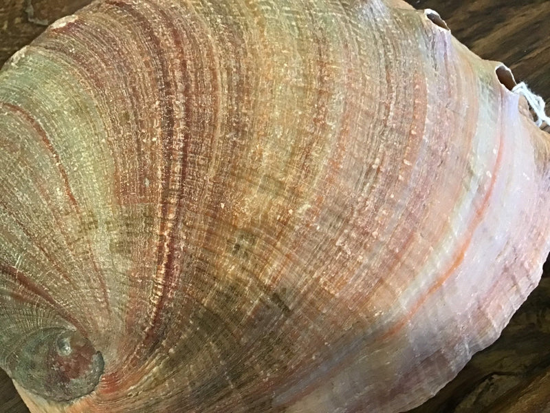 Raw Red 7" Abalone - ShellsLoving Coastal Living