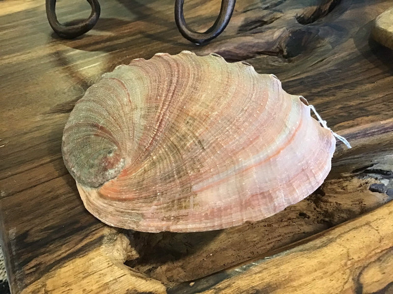 Raw Red 7" Abalone - ShellsLoving Coastal Living