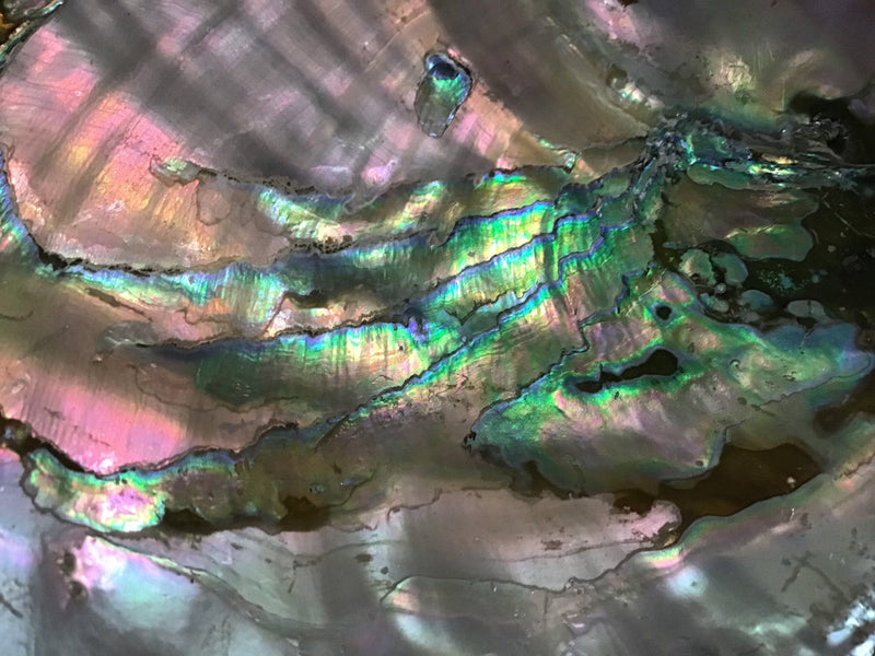 Raw Red 7" Abalone - ShellsLoving Coastal Living