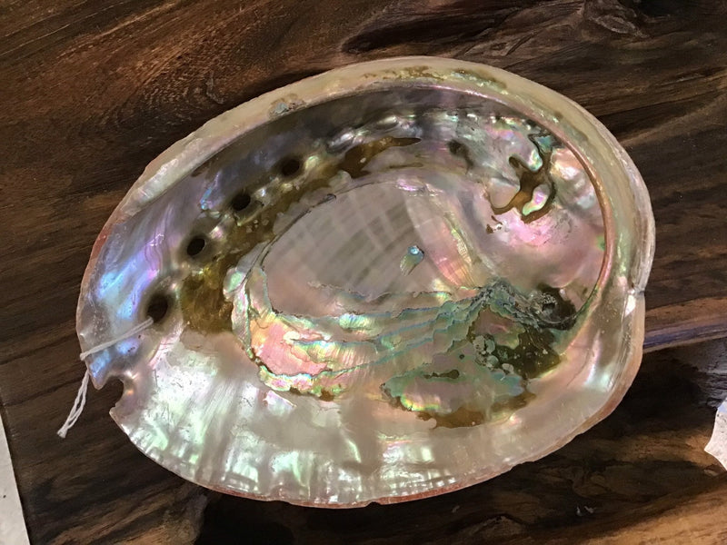 Raw Red 7" Abalone - ShellsLoving Coastal Living