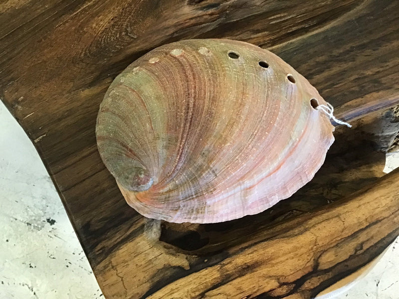 Raw Red 7" Abalone - ShellsLoving Coastal Living