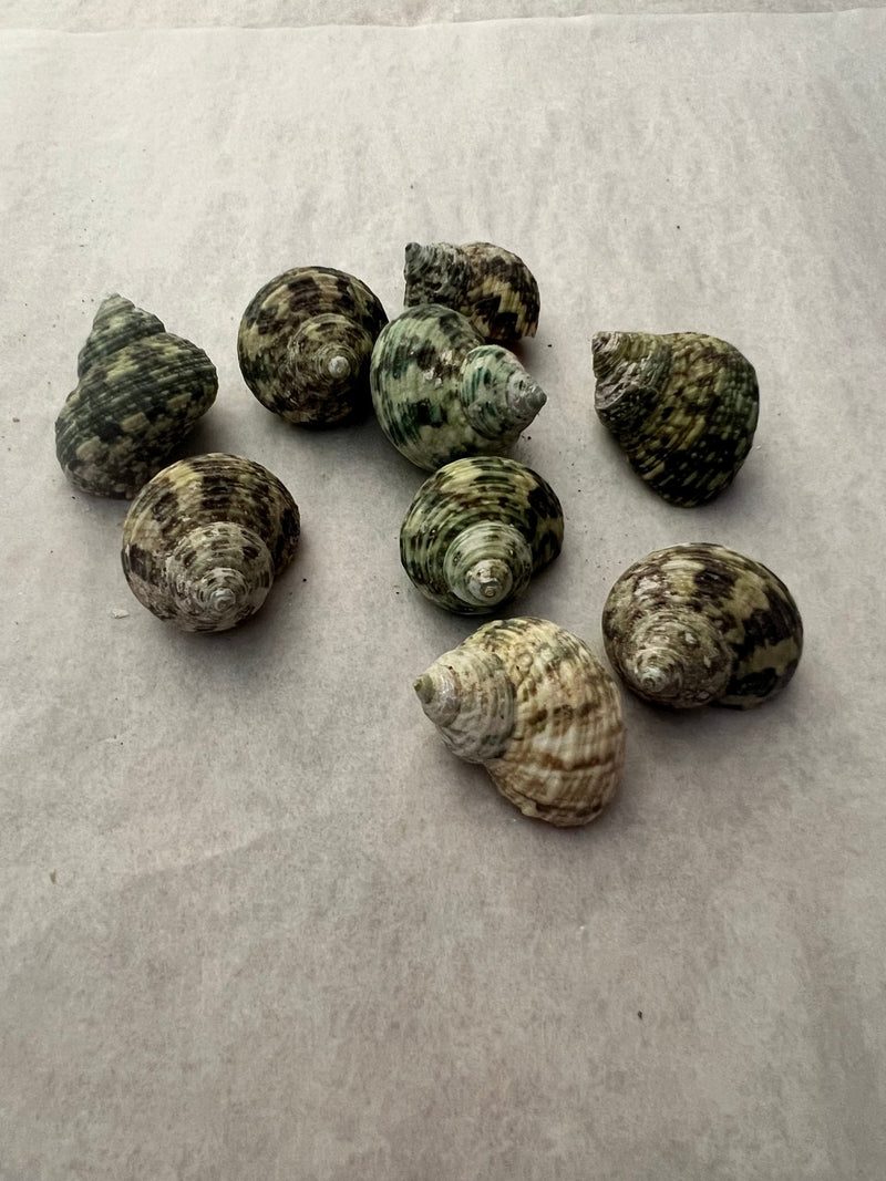 Raw Small Jade Turbo Shells - ShellsLoving Coastal Living