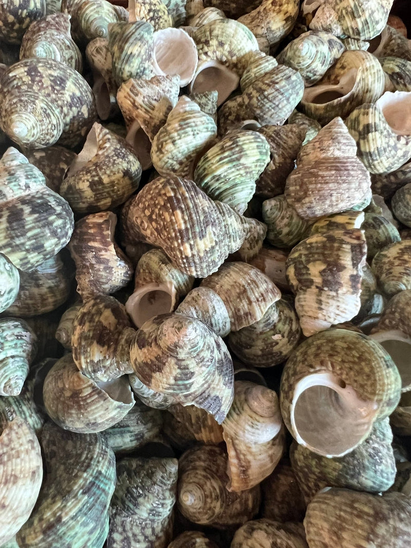 Seashells for Collectors & Coastal Décor | Loving Coastal Living ...