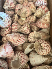 Raw Strawberry Trochus - ShellsLoving Coastal Living