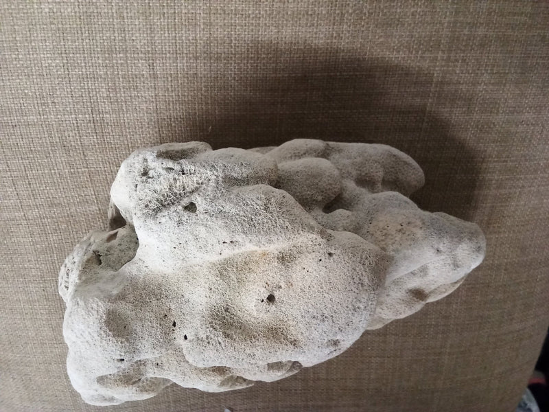 Real Authentic Unique Vintage Fossilized Coral Rock - Etsy